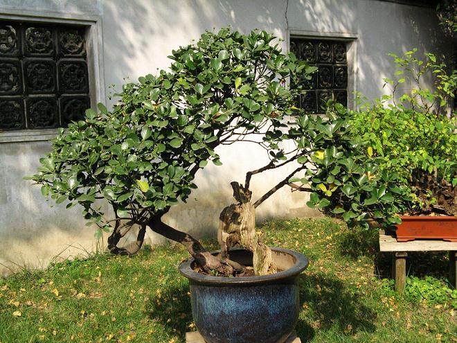 如皋花木盆景产业发展现状和主要做法