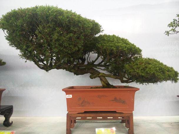 当前影响如皋花木盆景持续发展的主要问题