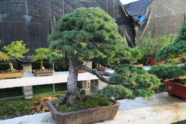 花木盆景产业持续发展的对策与建议