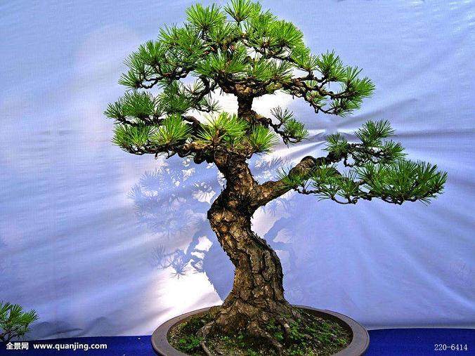 上海植物园盆景园植物景观改造提升研究