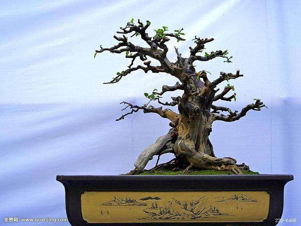 对盆景园植物景观改造特色分析