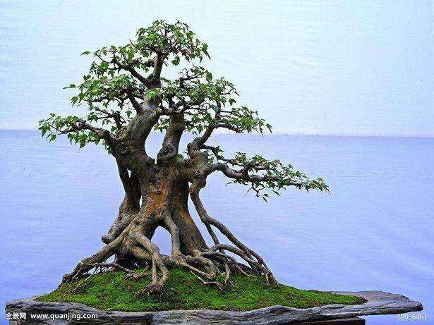 对盆景园植物景观改造特色分析