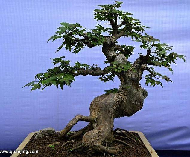 盆景制作技师证有用 有钱途