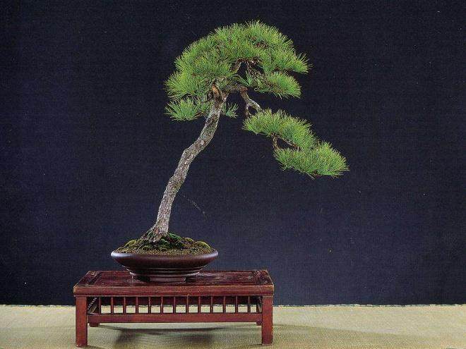 关于文人画和“文人树”与素仁风格盆景