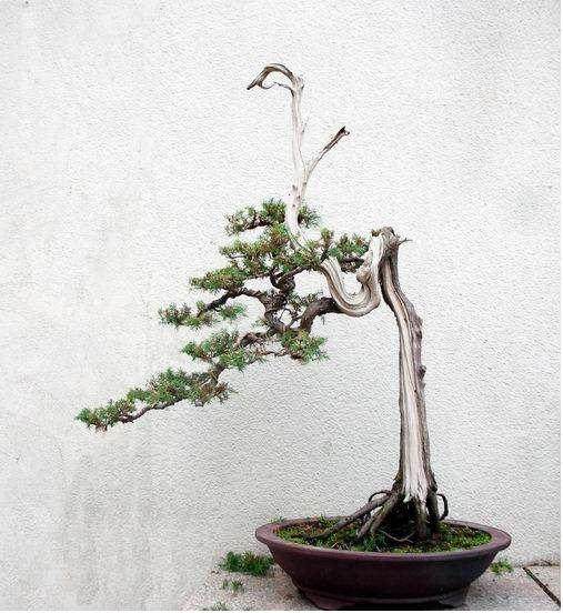 关于文人画和“文人树”与素仁风格盆景