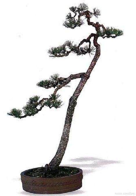 素仁格盆景的禅宗美学思想