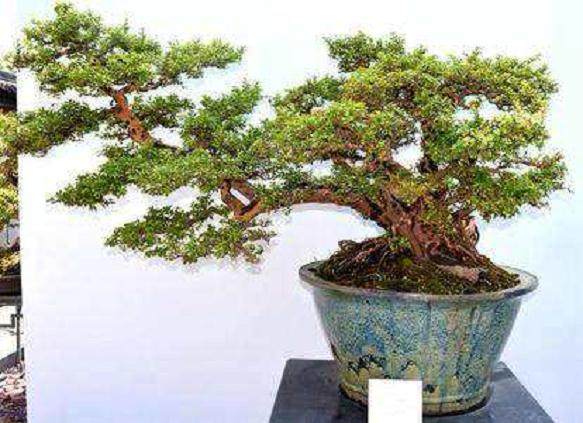 素仁格盆景的禅宗美学思想