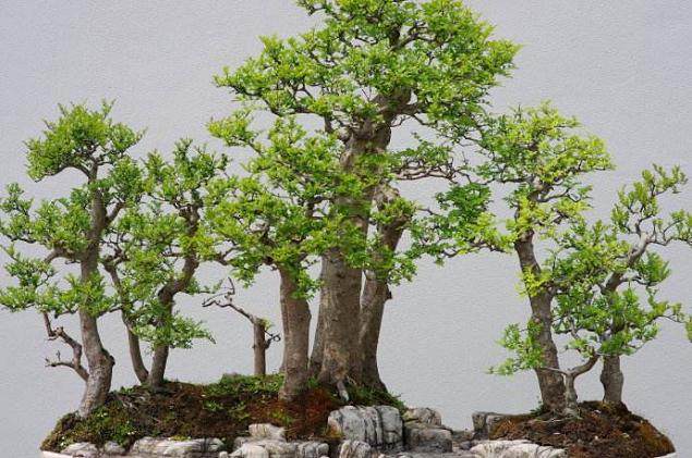 天目琼花盆景制作和养护技术