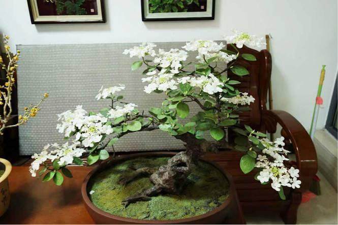 天目琼花盆景制作和养护技术