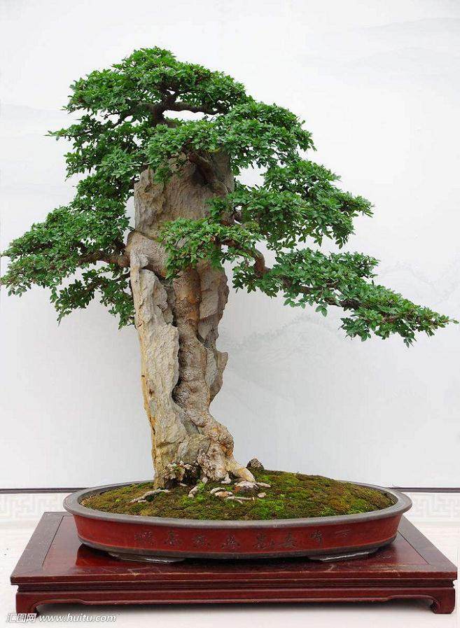 榆树盆景的整理树枝与整修上盆