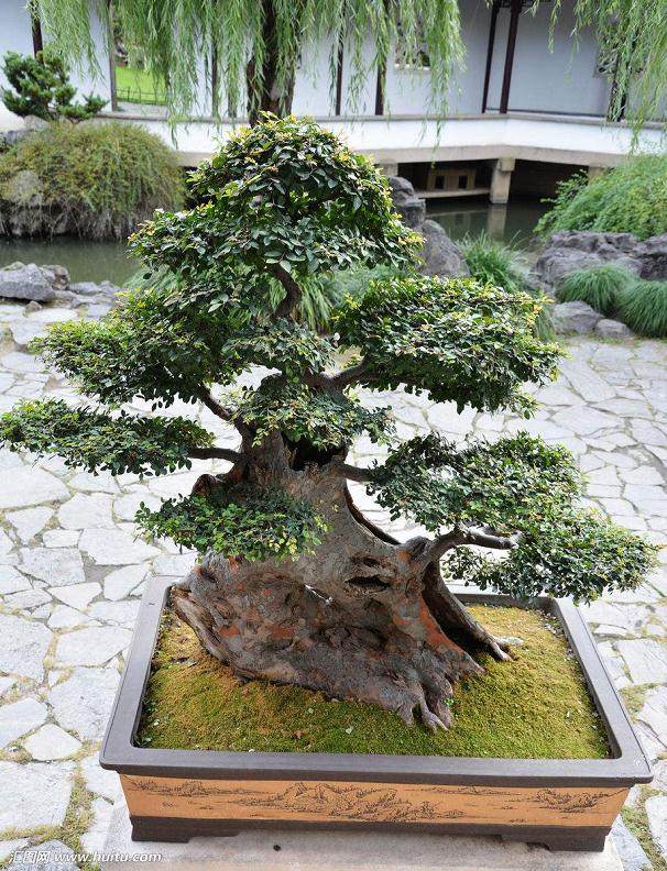 榆树盆景的制作与管理