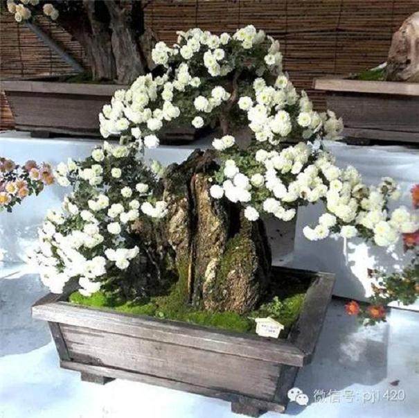 艺菊盆景制作与栽培管理