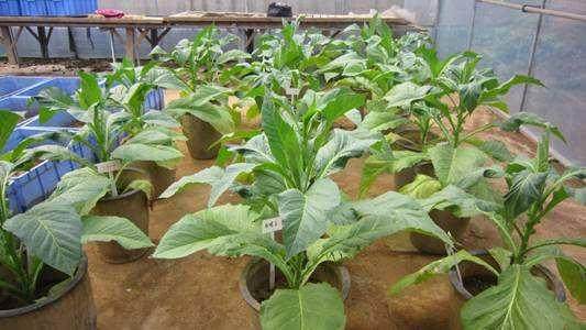 不同灌水处理对盆栽烤烟生长影响的试验研究