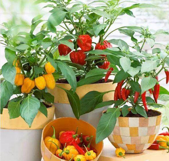 观赏辣椒品种的盆栽试验