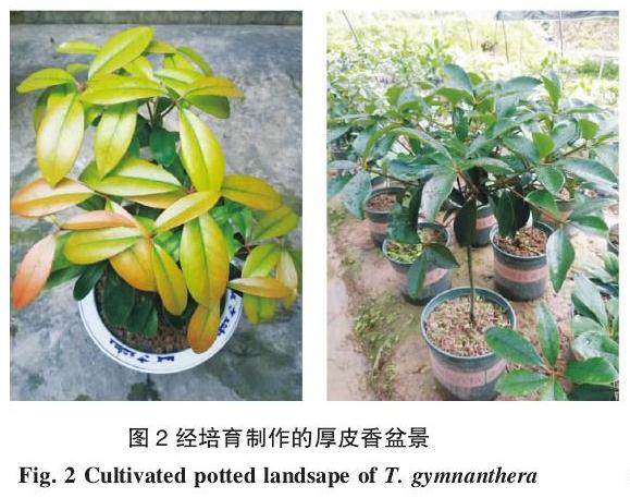景观树种厚皮香盆栽技术