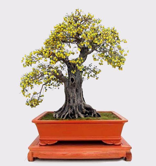 你的盆景为什么不美？这几点很重要！