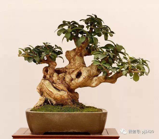 获取小微型盆景素材的5个途径