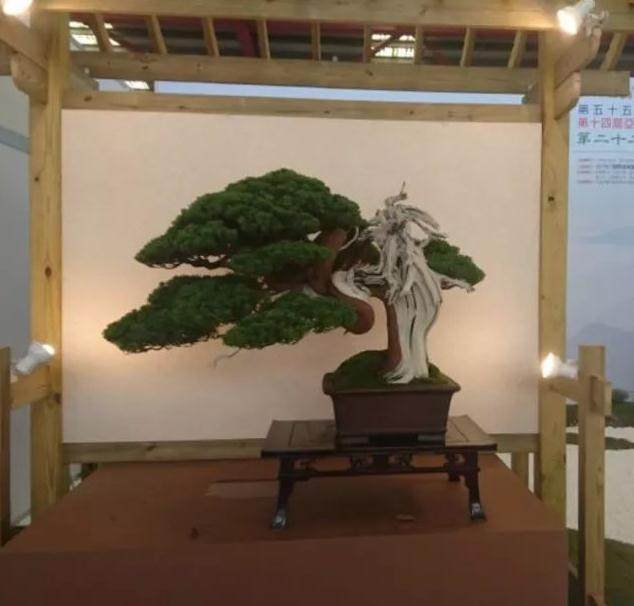 晋江盆景协会会员们在参观李仲鸿的制作过程后