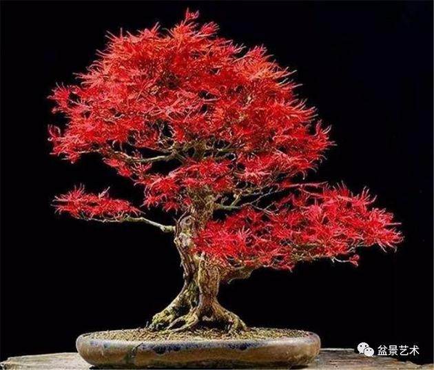 红枫盆景最需要水的阶段就是生长期