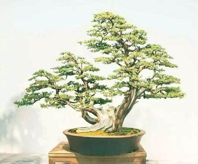 赏大师盆景作品 品读百味人生