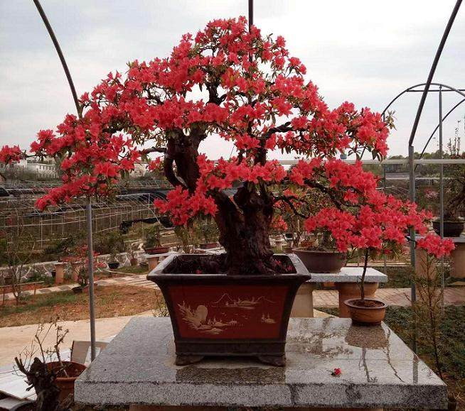 吉安首届杜鹃盆景、奇石、根艺展31日开展