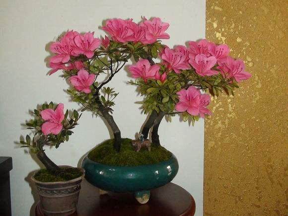 83 个夏鹃品种的盆景应用综合评价