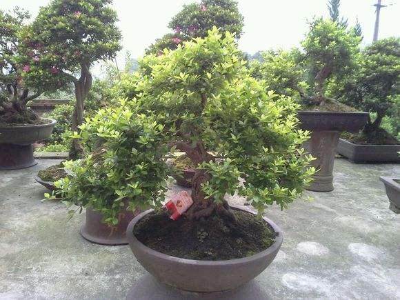 83 个夏鹃品种的盆景应用综合评价