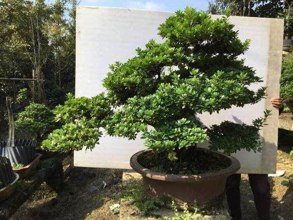 83 个夏鹃品种的盆景应用综合评价