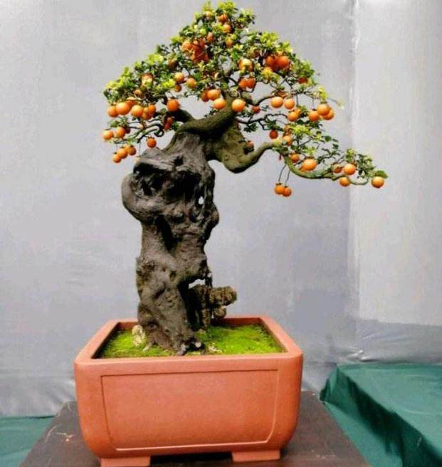 台商区盆景艺术协会在张坂镇宣布成立