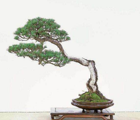 以盆景制作课程为试点进行非闭卷考试的尝试