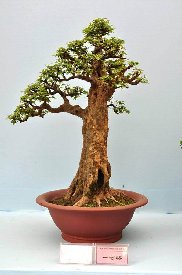 以盆景制作课程为试点进行非闭卷考试的尝试