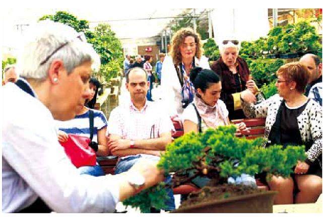 希望加大支持商品盆景的出口力度