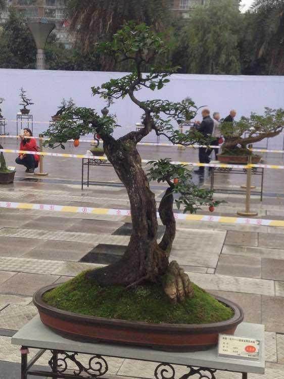 岭南盆景之乡打响出口品牌