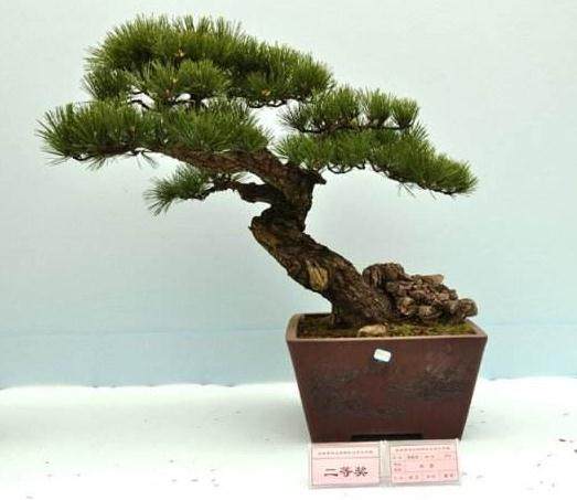 浙江盈一盆景花木场出口的5万盆盆景到荷兰市场