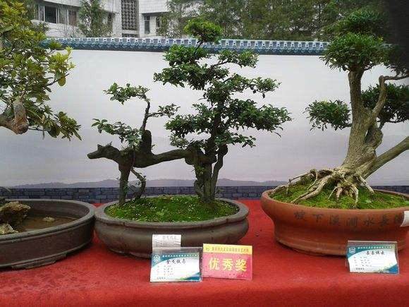 结束了南通近十年来无盆景花卉出口的历史