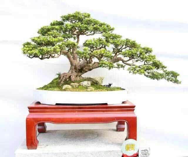 盆景首次出口德国