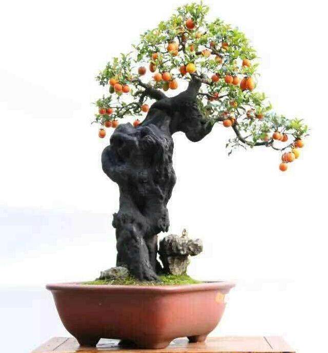 岭南盆景出口盆景51批次 货值51.02万美元