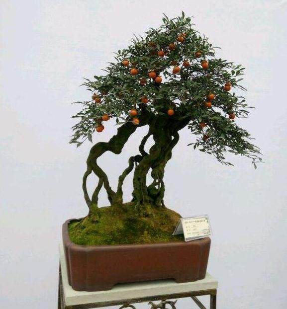 上半年盆栽出口显著滑坡 出口量下降45.58%