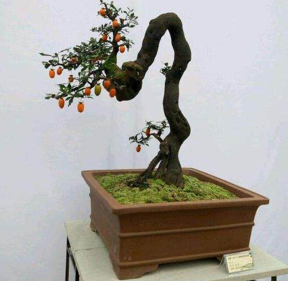 漳州花卉出口成为农业支柱