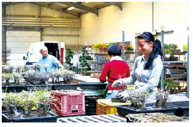 商品盆景国际市场的发展概况