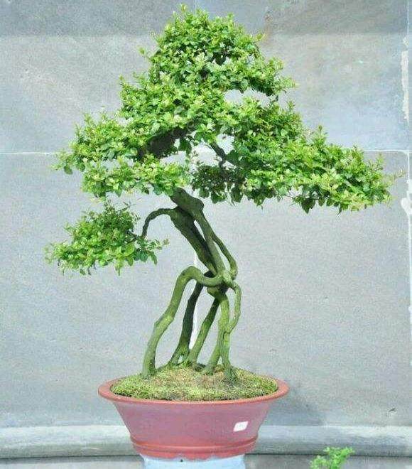 国家对商品盆景植物、土壤出入境的检疫要求