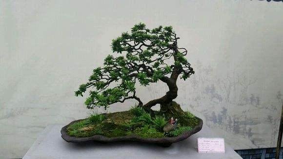 出口商品盆景的主要品种、类型和规格