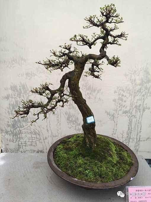 当前 商品盆景的出口市场主要在欧洲和美国