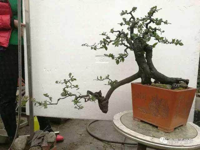 盆景制作成型不会形成于一朝一夕