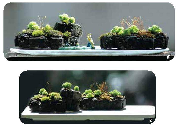 如何制作树皮盆景？