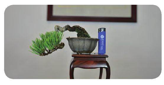 近10年来 我国微型盆景的发展 有了很大突破