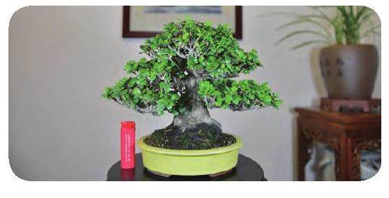 近10年来 我国微型盆景的发展 有了很大突破