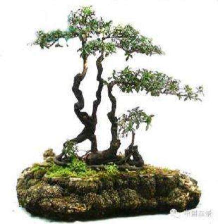 无线物联技术在盆景茶花种植过程中的综合应用