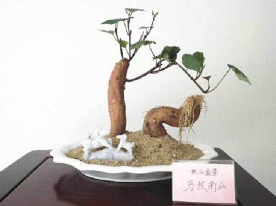 盆景促进的发芽技巧