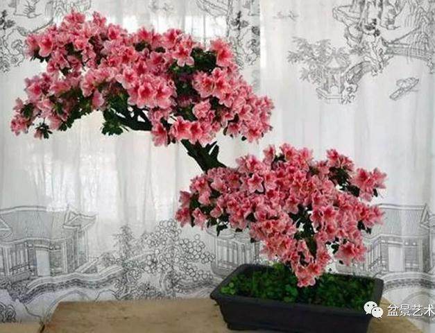 杜鹃花盆景的选盆用土与栽种造型